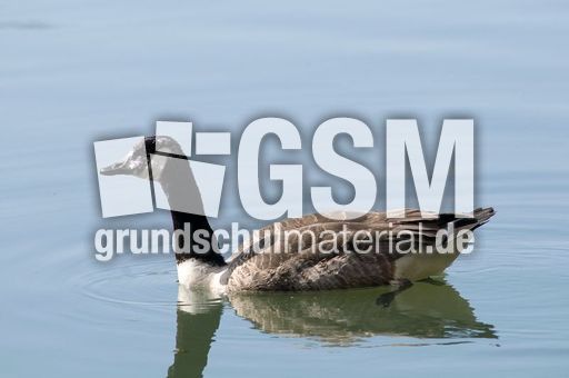 Kanadagans (5 von 15).jpg